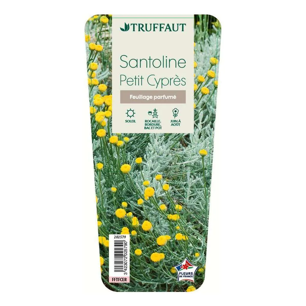 Santoline Petit Cyprès : godet vert